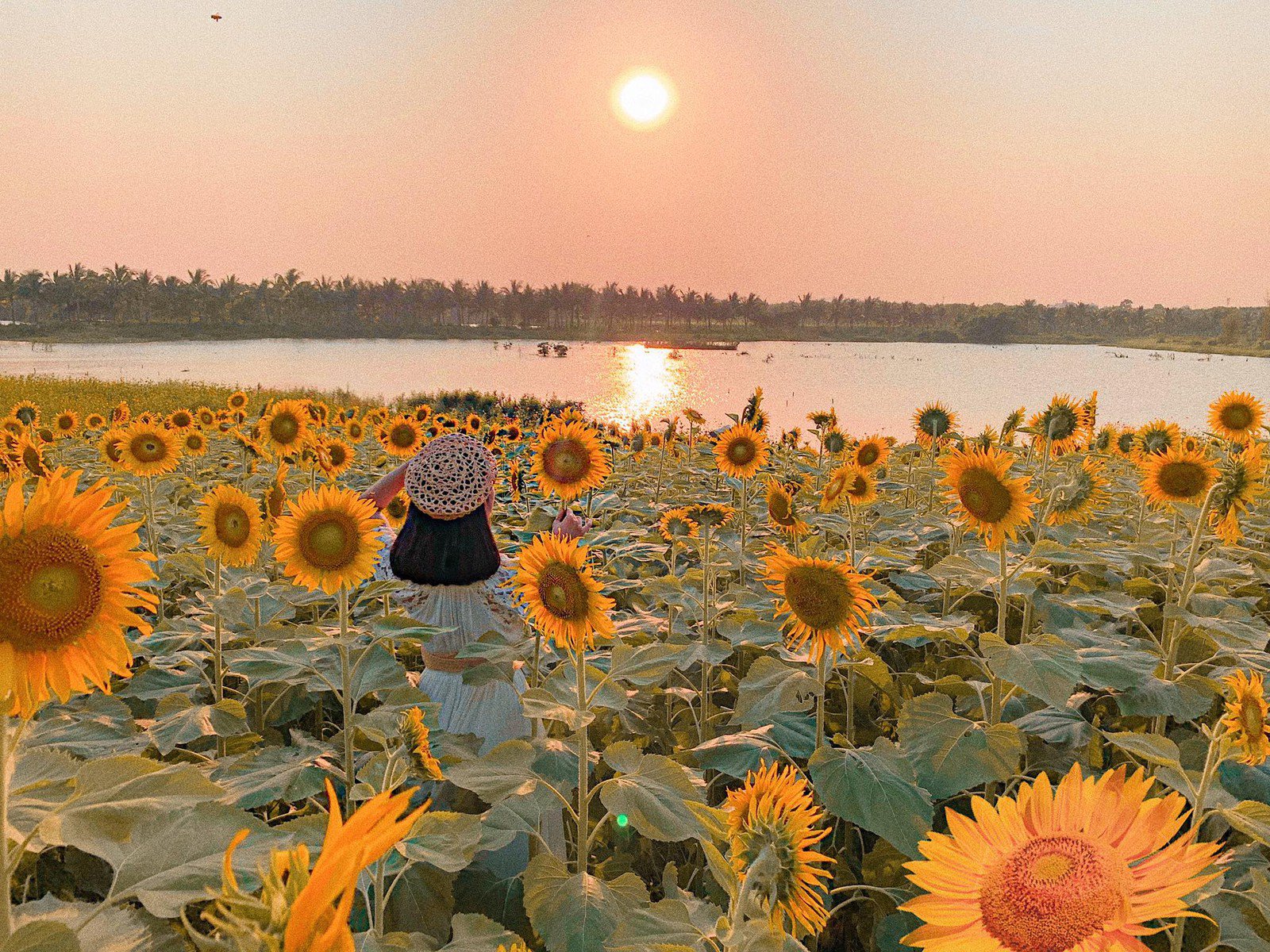 Ý nghĩa Hình xăm hoa hướng dương hoa mặt trời Sunflower ý tưởng và  thiết kế